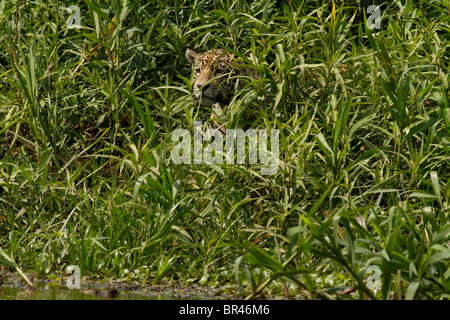 Le Caïman chasse Jaguar peeking through herbe verte dans le Pantanal au Brésil Banque D'Images