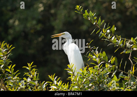 Grande aigrette perchée sur buissons verts sur un fond sombre dans le Pantanal au Brésil Banque D'Images