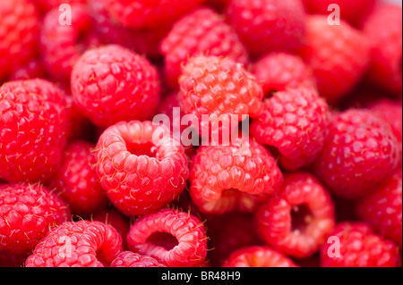 Framboises, Rubus idaeus Banque D'Images