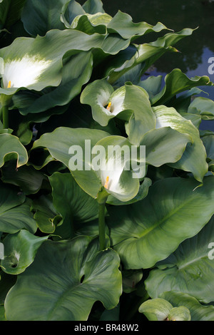 ZANTEDESCHIA AETHIOPICA. Déesse Verte. D'ARUM Banque D'Images