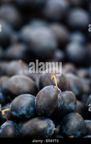 Damsons, Prunus domestica ssp. Incisia ou Prunus insititia Banque D'Images