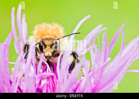 L'alimentation de l'abeille commune Carder sur centaurée maculée Banque D'Images