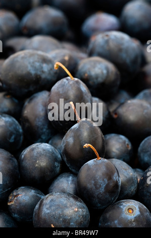 Damsons, Prunus domestica ssp. Incisia ou Prunus insititia Banque D'Images