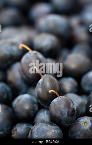 Damsons, Prunus domestica ssp. Incisia ou Prunus insititia Banque D'Images