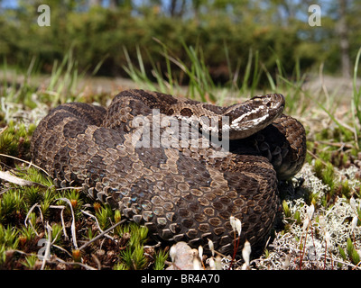 Massasauga (Sistrurus catenatus catenatus) de l'Ontario, Canada Banque D'Images