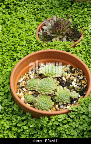 Houseleek Sempervivum tectorum (Soleirolia soleirolii) et (Mind-Your Own-Business-) Banque D'Images