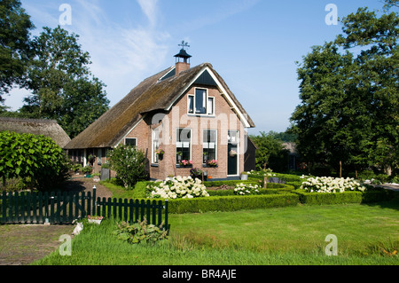 Weerribben Frise Fryslan France agricole Banque D'Images