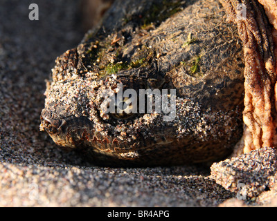 Une femelle adulte Chélydre serpentine (Chelydra serpentina) Banque D'Images