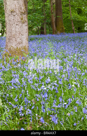 Jacinthes dans la forêt de Dean à Bradley Hill, Soudley, Gloucestershire Banque D'Images