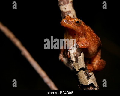 Une rainette crucifère (Pseudacris crucifer) isolés sur noir Banque D'Images