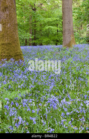 Jacinthes dans la forêt de Dean à Bradley Hill, Soudley, Gloucestershire Banque D'Images