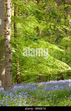 Bluebells dans la forêt de Dean à Bradley Hill, Lower Soudley, Gloucestershire, Royaume-Uni Banque D'Images