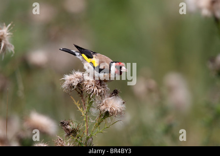 Chardonneret, Carduelis carduelis, seul oiseau sur thistle, Septembre 2010 Banque D'Images