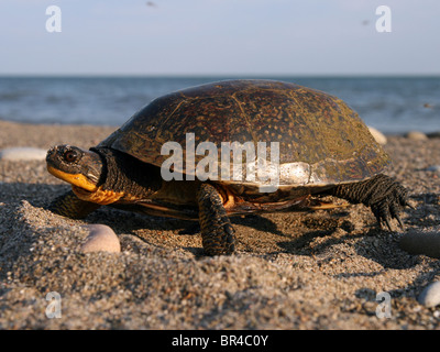 Femelle nidification Tortue mouchetée (Emydoidea blandingii) Banque D'Images