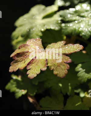 Géranium avec une touche de couleur aumumn. Banque D'Images