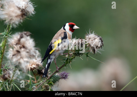 Chardonneret, Carduelis carduelis, seul oiseau sur thistle, Septembre 2010 Banque D'Images