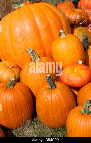 Pumpkins sur l'affichage USA Banque D'Images