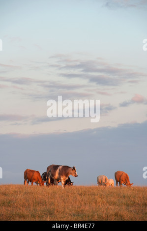 Vaches qui paissent dans un champ au crépuscule dans la campagne anglaise. Banque D'Images