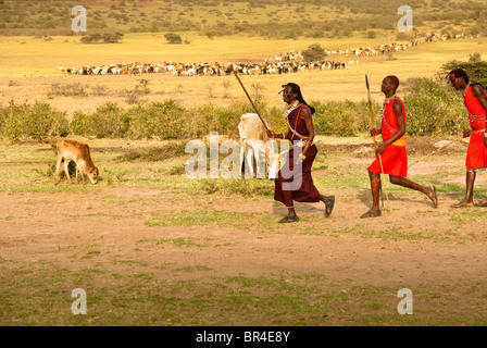 Les hommes faisant un Masai Danse de bienvenue avec les bovins dans l'arrière-plan, Masai Mara, Kenya, Afrique Banque D'Images