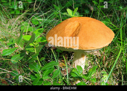 Rotkappe - bouchon rouge mushroom 08 Banque D'Images
