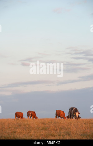 Vaches qui paissent dans un champ au crépuscule dans la campagne anglaise. Banque D'Images