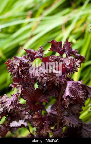 Perilla frutescens, shiso Banque D'Images