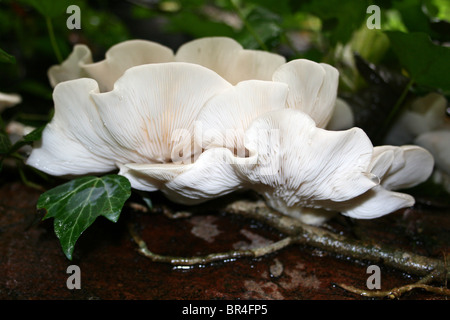 Dessous de champignons pleurote Pleurotus ostreatus montrant la structure des branchies prises à Dibbinsdale LNR, Wirral, UK Banque D'Images