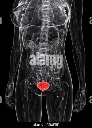 La vessie en surbrillance Banque D'Images