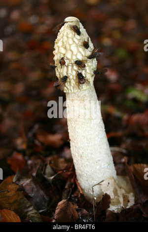 Phalle impudique Phallus impudicus commune de mouches prises à Dibbinsdale LNR, Wirral, UK Banque D'Images