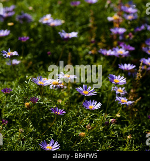 Brachyscome 'Blue', Swan River Daisies Banque D'Images