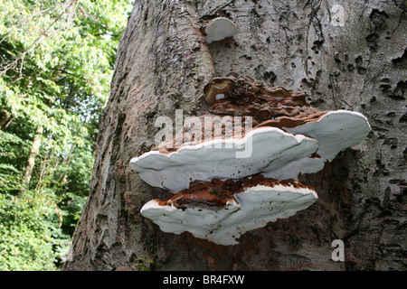 Le support de l'artiste Ganoderma australe pris dans Eastham Country Park, Wirral, Merseyside, Royaume-Uni Banque D'Images