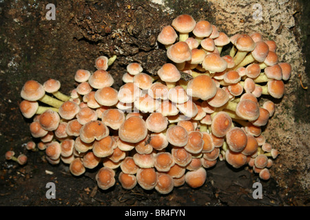 Teneur en soufre touffe Hypholoma fasciculare prises à Eastham Country Park, Wirral, Merseyside, Royaume-Uni Banque D'Images