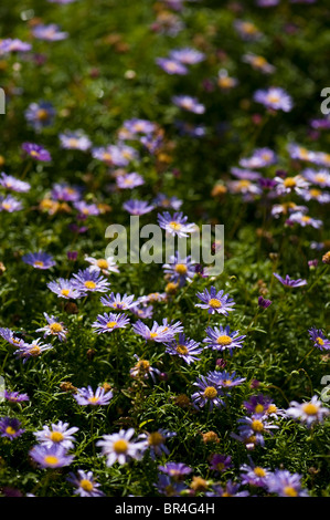 Brachyscome 'Blue', Swan River Daisies Banque D'Images