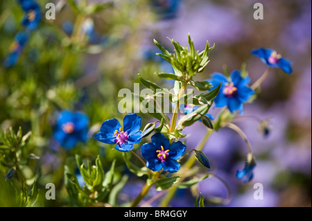 Anagallis arvensis Mouron bleu, var. caerulea, en fleurs Banque D'Images