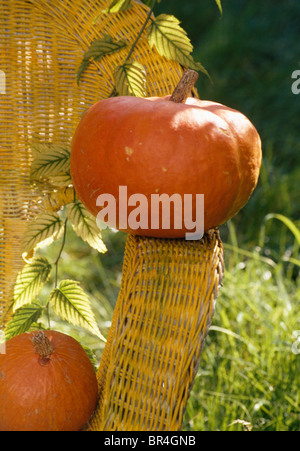 La nature morte de citrouilles orange sur wicker chair Banque D'Images