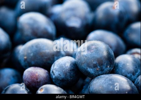 Damsons, Prunus domestica ssp. Incisia ou Prunus insititia Banque D'Images