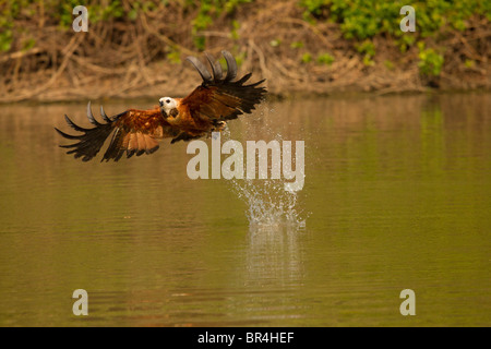 Collier Black Hawk s'envoler avec un poisson de l'eau de fuite d'où le poisson a été repris dans le Pantanal au Brésil Banque D'Images