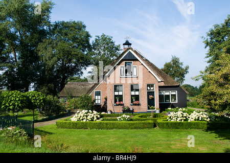 Weerribben Frise Fryslan France agricole Banque D'Images