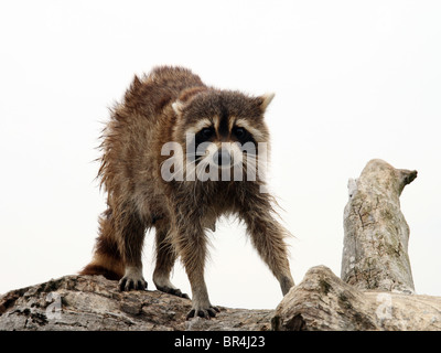 Femelle adulte raton laveur (Procyon lotor) en Ontario, Canada Banque D'Images