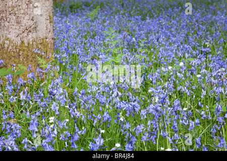 Jacinthes dans la forêt de Dean à Bradley Hill, Soudley, Gloucestershire Banque D'Images