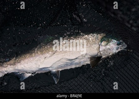 Grand live sport sauvage argenté lumineux capturé à la traîne du saumon coho dans net de débarquement du poisson avant la libération de la côte ouest du Pacifique de la Colombie-Britannique d'Ucluelet Banque D'Images