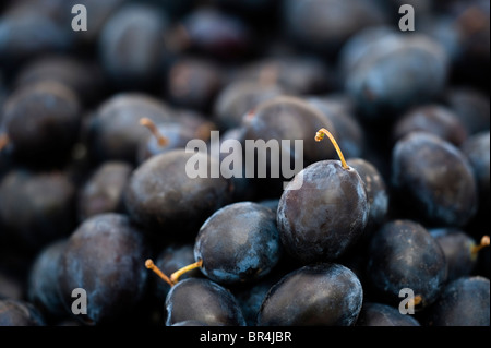 Damsons, Prunus domestica ssp. Incisia ou Prunus insititia Banque D'Images