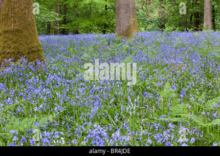 Jacinthes dans la forêt de Dean à Bradley Hill, Soudley, Gloucestershire Banque D'Images