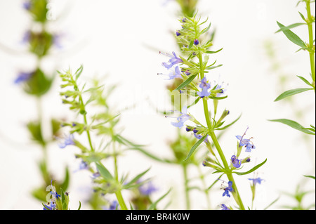 L'hysope, Hyssopus officinalis 'Blue' Banque D'Images