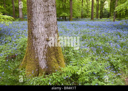 Jacinthes dans la forêt de Dean à Bradley Hill, Soudley, Gloucestershire Banque D'Images