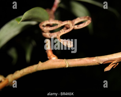 Blunt-Headed serpent dans le feuillage des arbres isolés au Costa Rica Banque D'Images