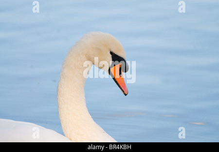 Cygne tuberculé Banque D'Images