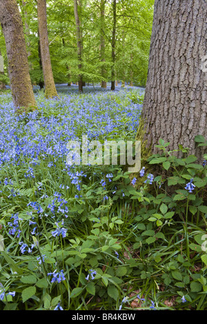 Jacinthes dans la forêt de Dean à Bradley Hill, Soudley, Gloucestershire Banque D'Images