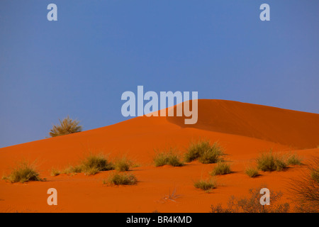 Dunes rouges dans Transfontier Kgalagadi Park, Afrique du Sud Banque D'Images