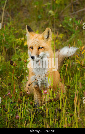 Un renard roux assis dans un pré herbeux sauvages Banque D'Images